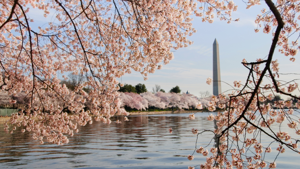 best place to visit in spring: washington dc