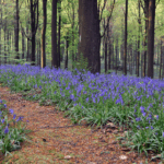 Spring in your pedals