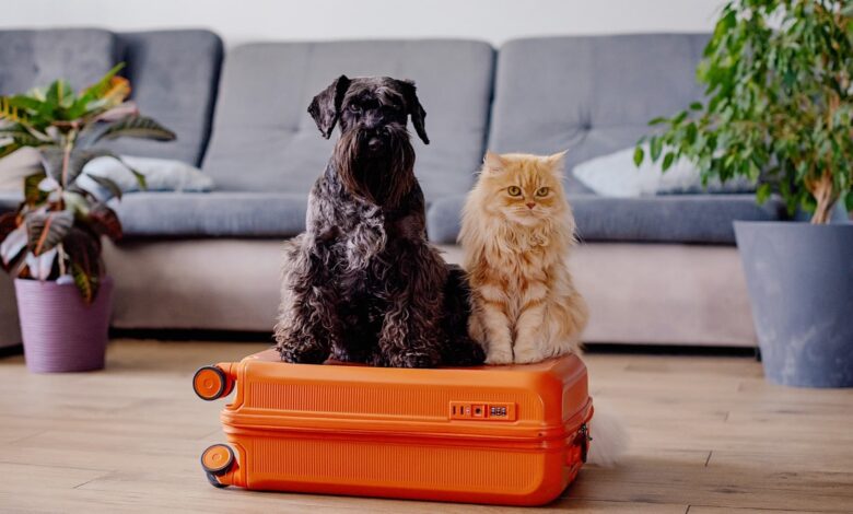 A Guide to Pet Safety When on Vacation A Guide to Pet Safety When on Vacation
